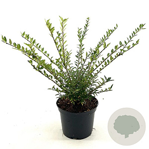 Lonicera pileata 30-40 cm 2,0L