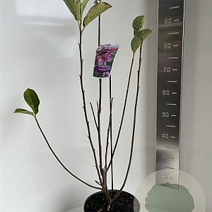 Magnolia Starburst 60-70 cm 