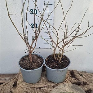 Magnolia stellata 30-40 cm 3,0L