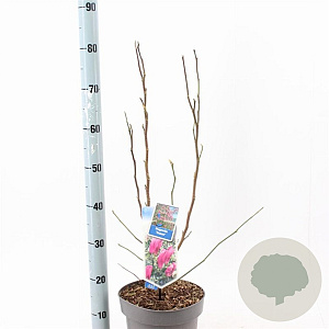 Magnolia 'Susan' 40-50 cm 5,0L