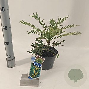 Mahonia eurybracteata Sweet Winter 30-40 cm 2,0L
