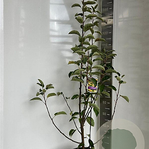 Malus 'Golden Hornet' 100-120 cm 10L