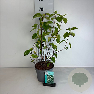 Philadelphus coronarius 50-60 cm 35L