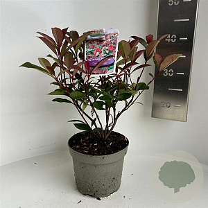 Photinia fraseri Carré Rouge 25-30 cm 2,0L