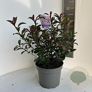 Photinia fraseri Carré Rouge 50-60 cm 5,0L