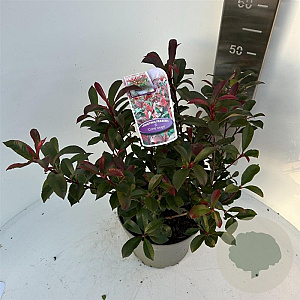 Photinia fraseri Carré Rouge 50-60 cm 5,0L