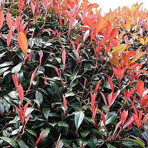 Photinia fraseri 'Mandarino' 25-30 cm 2,0L