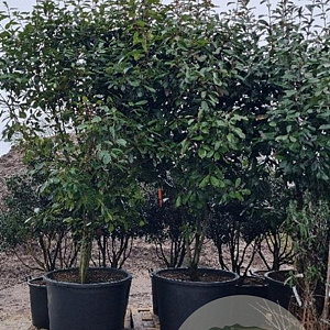 Photinia fraseri 'Red Robin' 300-350 cm cont. 350L solitair