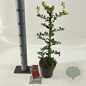 Pyracantha cocc. 'Red Column' 70 cm 2,0L met stok