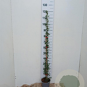 Pyracantha cocc. 'Red Column' 100-125 cm 2,0L