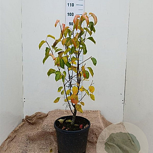 Pyrus calleryana 'Chanticleer' 80-100 cm 15L