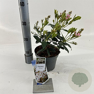 Rhaphiolepis indica 'White Cloud' 20-30 cm 2,0L