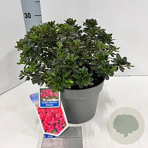 Rhododendron (AJ) 'Anouk' 20-25 cm 3,0L
