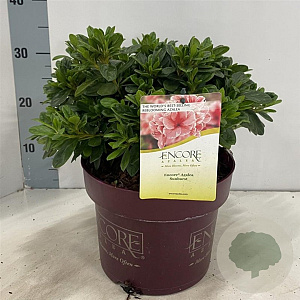 Rhododendron Encore Sunburst 30-35 cm 5,0L