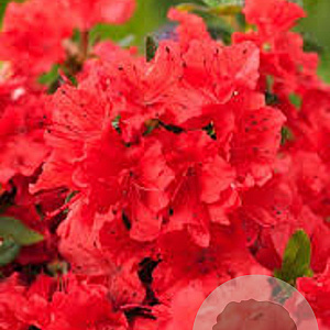 Rhododendron (AJ) Geisha Orange 20-25 cm 5,0L