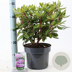 Rhododendron 'Goldflimmer' 30-40 cm 5,0L