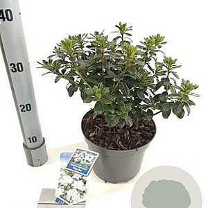 Rhododendron (AJ) 'Hisako' 20-25 cm 3,0L