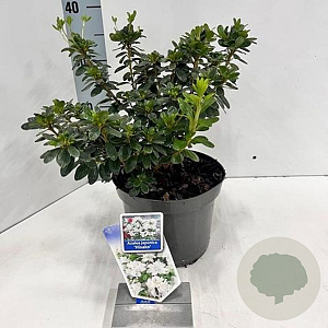 Rhododendron (AJ) 'Hisako' 20-25 cm 3,0L
