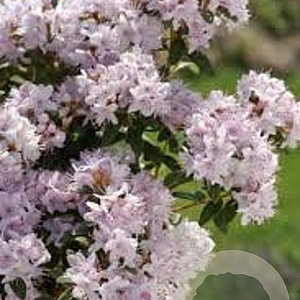 Rhododendron i. 'Album' 20-25 cm 5,0L