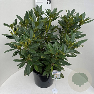 Rhododendron 'Madame Masson' 70-80 cm 20L