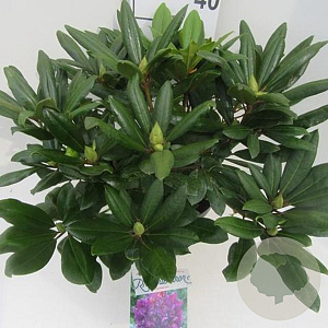 Rhododendron 'Marcel Menard' 50-60 cm 10L