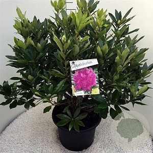 Rhododendron ponticum 60-80 cm 20L