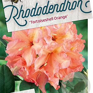 Rhododendron 'Tortoiseshell Orange' 30-40 cm 5,0L