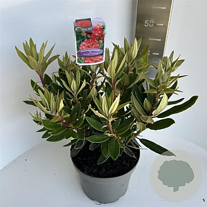Rhododendron 'Vulcan's Flame' 40-50 cm 5,0L