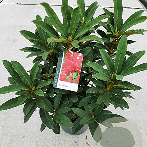 Rhododendron 'Wilgen's Ruby' 30-40 cm 5,0L