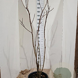 Rhus typhina 175-200 cm 35L solitair