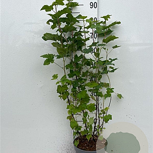 Ribes sanguineum 80-100 cm 5,0L