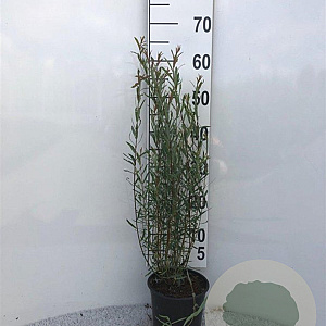 Salix purpurea 'Nana' 60-80 cm 2,0L