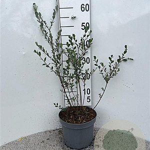 Salix repens nitida 80-100 cm 5,0L