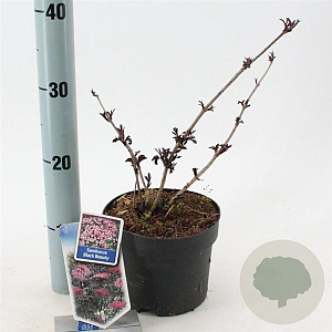Sambucus nigra Black Beauty 30-40 cm 2,0L