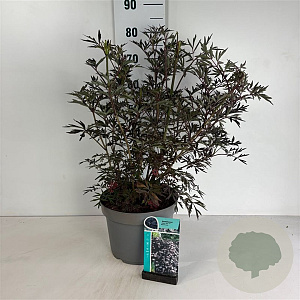 Sambucus nigra Black Lace 50-60 cm 10L