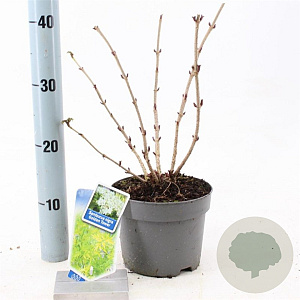 Sambucus nigra Golden Tower 30-40 cm 2,0L