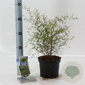 Sophora 'Little Baby' 25-30 cm 2,0L
