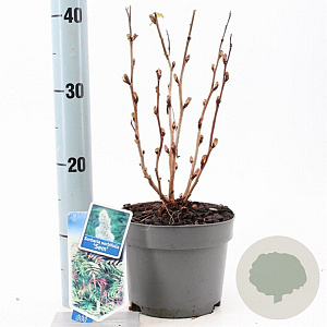 Sorbaria sorbif. 'Sem' 25-30 cm 2,0L