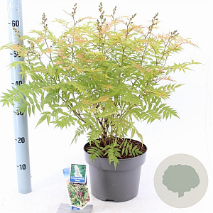 Sorbaria sorbif. 'Sem' 30-35 cm 5,0L