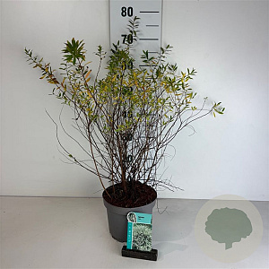 Spiraea arguta 40-50 cm 35L