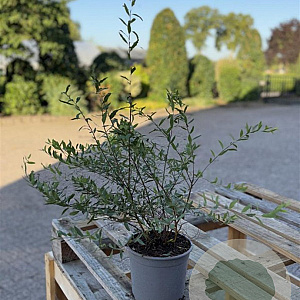 Spiraea arguta 40-60 cm 2,0L