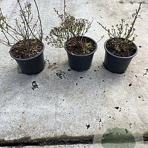 Spiraea betulifolia 'Tor' 10-15 cm C1.3