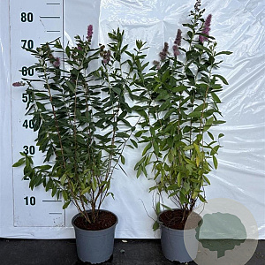 Spiraea billardii 60-80 cm 2,0L