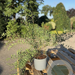 Spiraea cinerea 'Grefsheim' 40-60 cm 2,0L