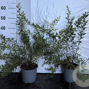 Spiraea cinerea 'Grefsheim' 40-60 cm 2,0L