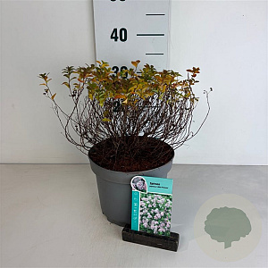 Spiraea jap. 'Little Princess' 20-30 cm 3,5L