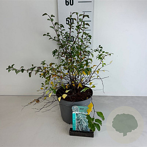 Spiraea vanhouttei 30-40 cm 3,5L