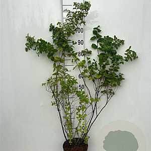 Symphoricarpos albus 80-100 cm 5,0L