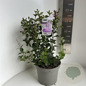 Syringa meyeri Flowerfesta Purple 40-50 cm 5,0L