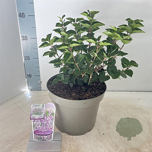 Syringa meyeri Flowerfesta Purple 40-50 cm 5,0L